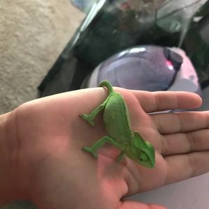 Meet your Posher, Saddie